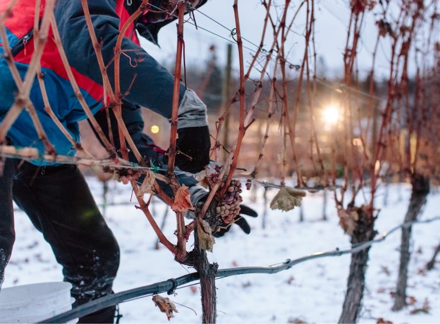 2021 Icewine Harvest