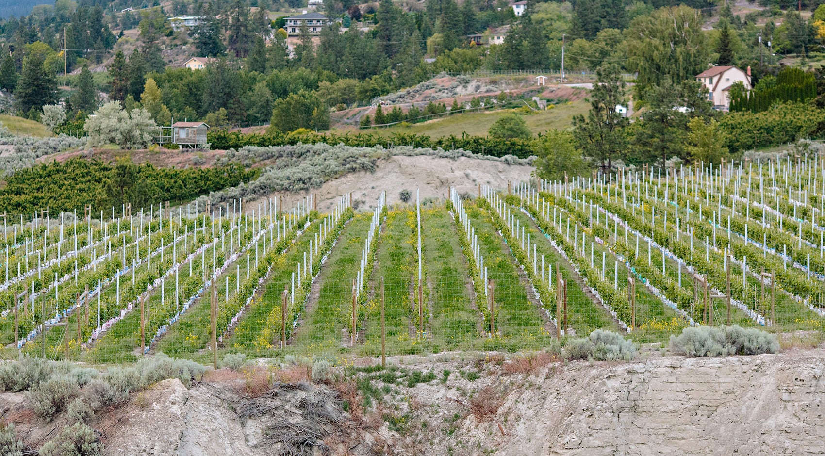 Soaring Eagle Vineyard