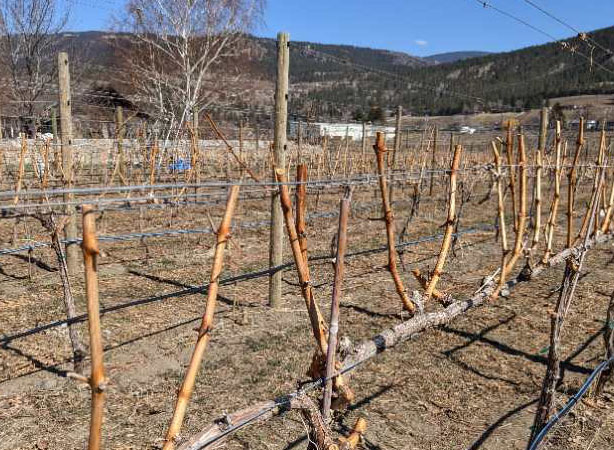 Pruning Challenges Faced by Vineyards After Extreme Weather Conditions